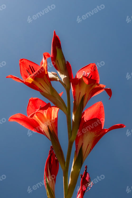 Preview: Red gladiolus flower against blue sky with sun rays and lens flare
