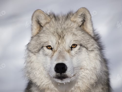 Preview: Arctic Wolf alpha male closeup