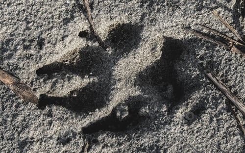 Preview: Paw print on sandy beach with branches and rocks