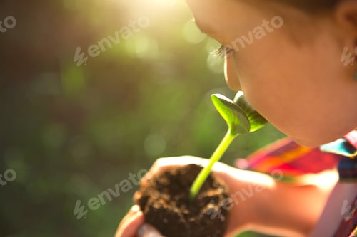 Preview: Young green sprout in the hands of a child in the light of the sun