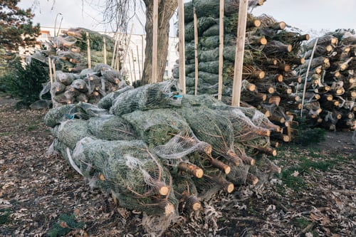 Preview: Piles of Christmas trees at a Christmas market