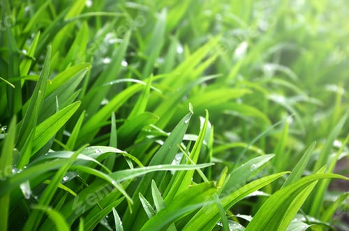 Preview: nature