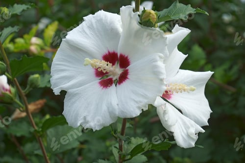 Preview: Rose Of Sharon (Hibiscus Syriacus). Called Syrian Ketmia And Rose Mallow Also