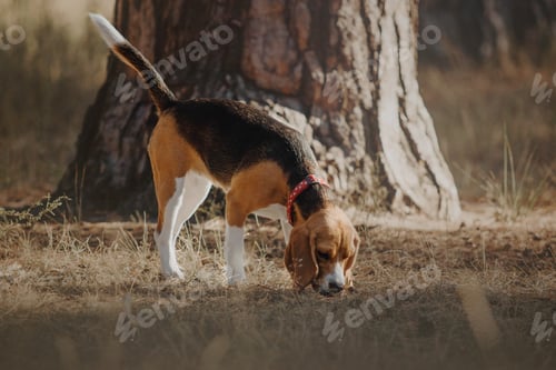 Preview: Beagle dog portrait against a nature backdrop, the charm and personality of this breed