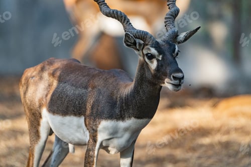 Preview: African antelope standing in a rocky area surrounded by a sandy dirt landscape