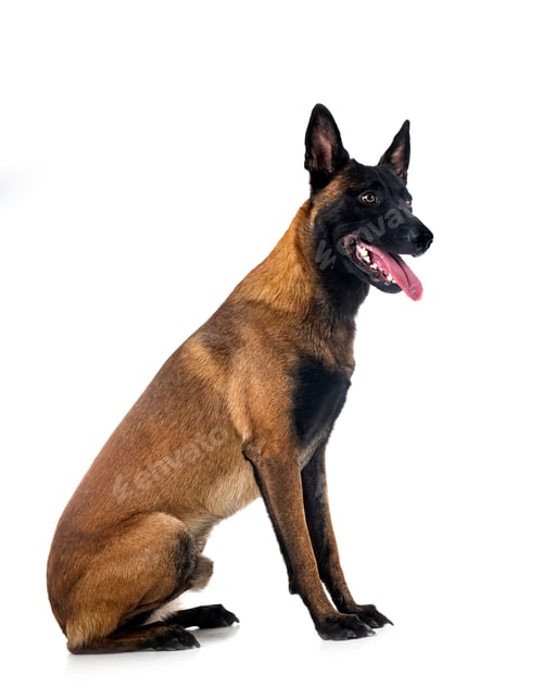 Preview: malinois in studio