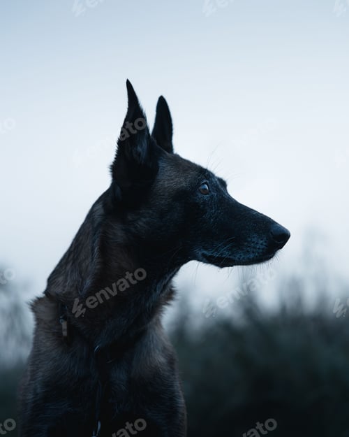 Preview: Belgian Malinois dog profile against a cloudy sky.