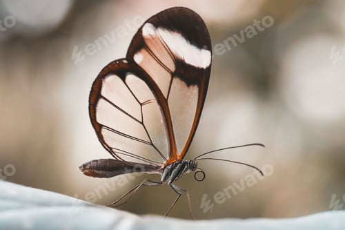 Preview: Macro shot of a beautiful glasswing butterfly on a plant
