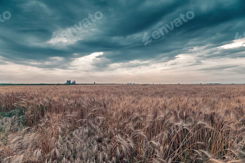 Preview: Grain field under the dark clouds