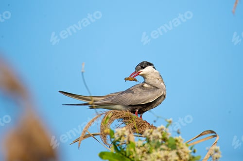 Preview: Common tern flying and eating a crayfishin an idyllic natural setting