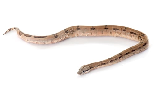 Preview: young boa constrictor