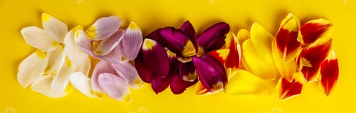 Preview: Colorful Tulip Petals on Sunny Yellow Background