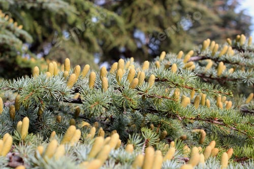 Preview: young cones of a coniferous tree
