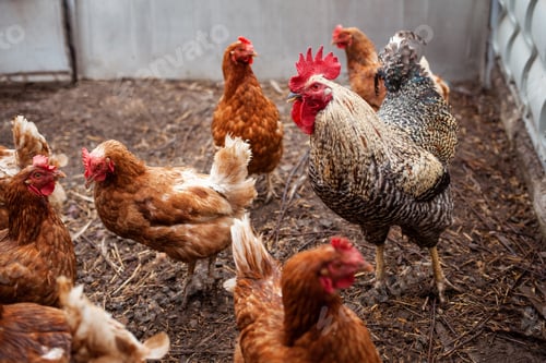 Preview: Red chickens on the farm yard lifestyle image. Farming house keeping. Animal farm. Chicken.