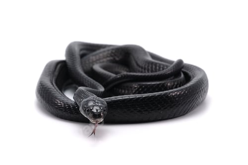 Preview: Black Mangrove Snake isolated on white background