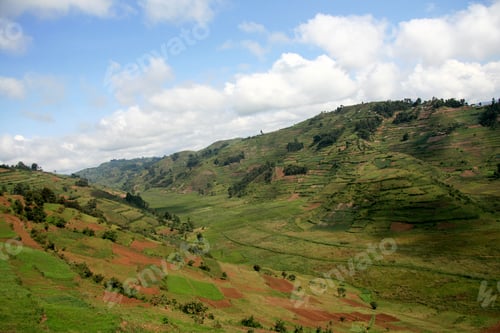 Preview: Rice Fields in Uganda, Africa