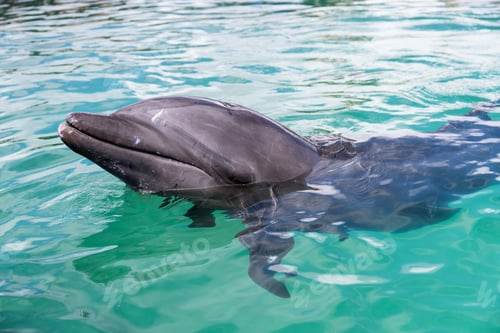 Preview: Dolphin wait for food