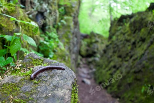 Preview: Millipede