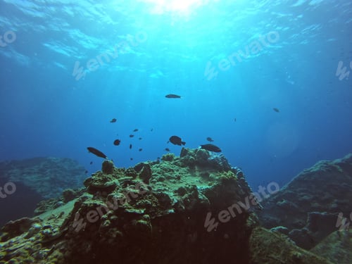 Preview: The shallow underwater