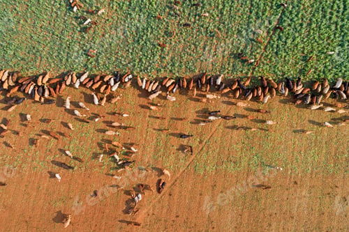 Preview: Aerial view of strip grazing by a herd of cattle with movable