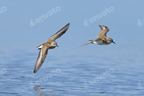 Preview: Dunlin (Calidris alpina)