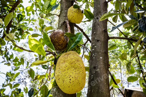 Preview: Jack fruit tree plant vegetation land kenya east africa
