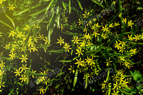 Preview: Little yellow flowers on green grass.