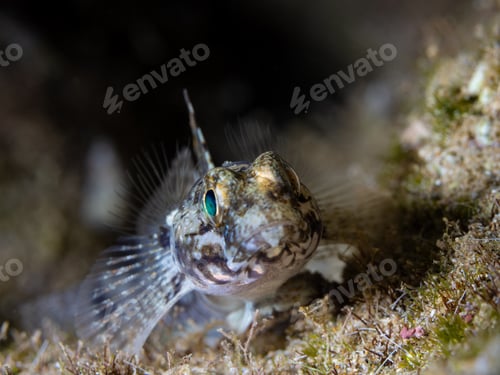 Preview: Mediterranean goby