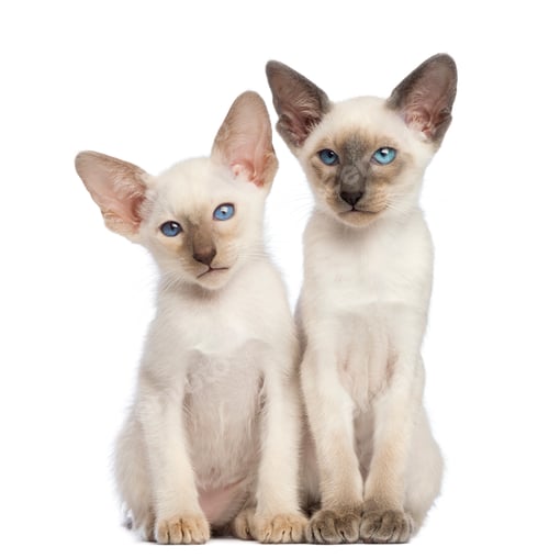 Preview: Two Oriental Shorthair kittens, 9 weeks old, sitting and looking away against white background