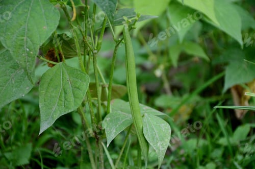 Preview: Selective focus of green French beans with leaves and plants growing on the farm