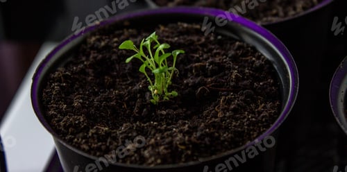 Preview: flower seedling, flower seedling, cultivation.