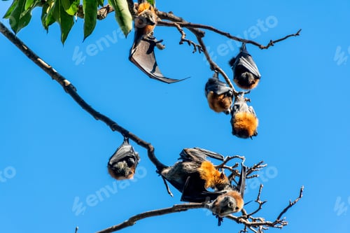 Preview: Grey-headed Flying foxes hanging in the tree. Mega bat native to Australia