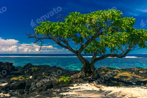 Preview: Single tree on a beach with black lava rocks on Upolu, Samoa