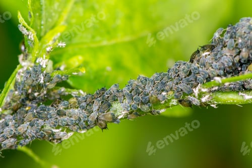 Preview: Lice Macro