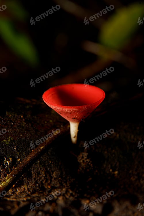Preview: cookeina sulcipes mushroom growing on wet wood in tropical rainforest