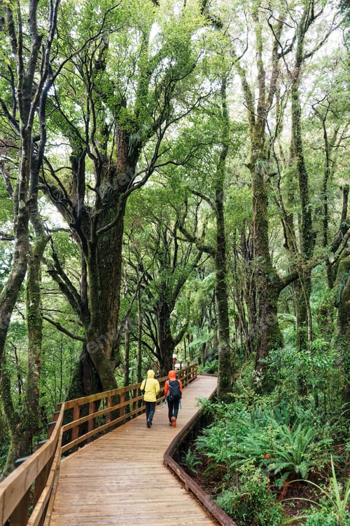Preview: Couple tourist walking on wooden footpath in tropical rainforest at New Zealand
