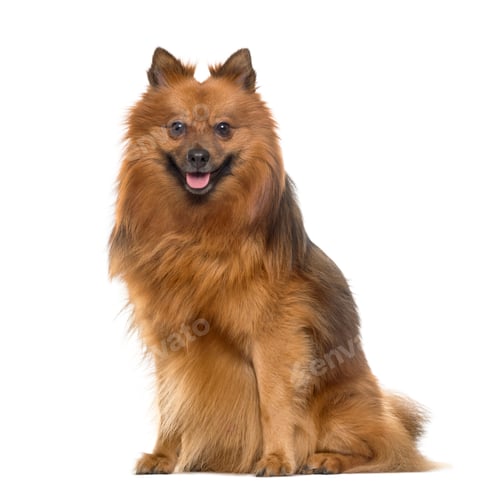 Preview: Pomeranian sitting and panting, isolated on white