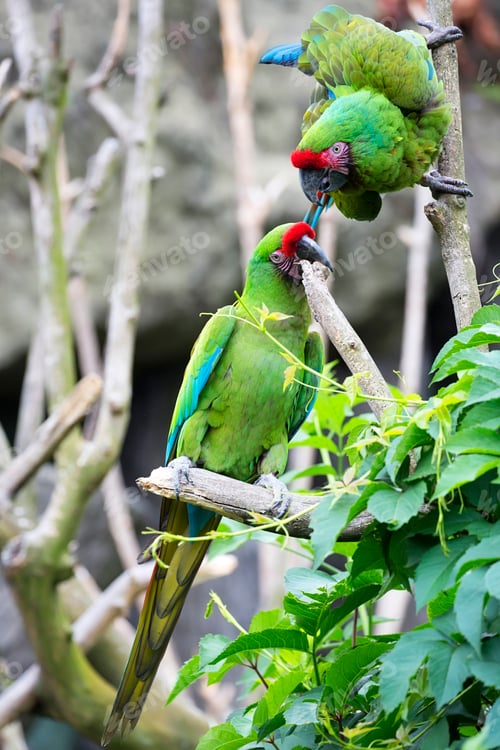 Preview: Green parrots on a tree