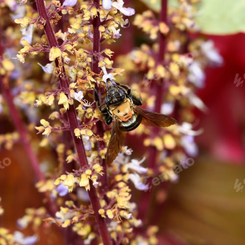 Preview: Bumble Bee On Flowers - Close Up Photograph Of A Bumble Bee On The Flowers Of A Coleus Plant