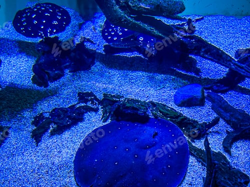 Preview: Aquarium with colourful jellyfish and plants. Underwater world at Toronto aquarium, Canada.