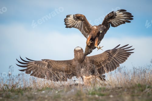 Preview: Breathtaking shot of two New Zealand wild hawks fighting with each other with open wings