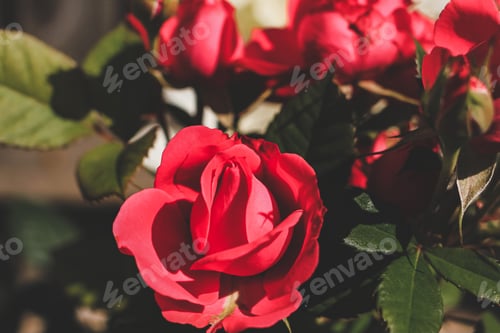 Preview: Red roses in a local rose garden. Floral natural festival background. Beautiful flowers. Close up N