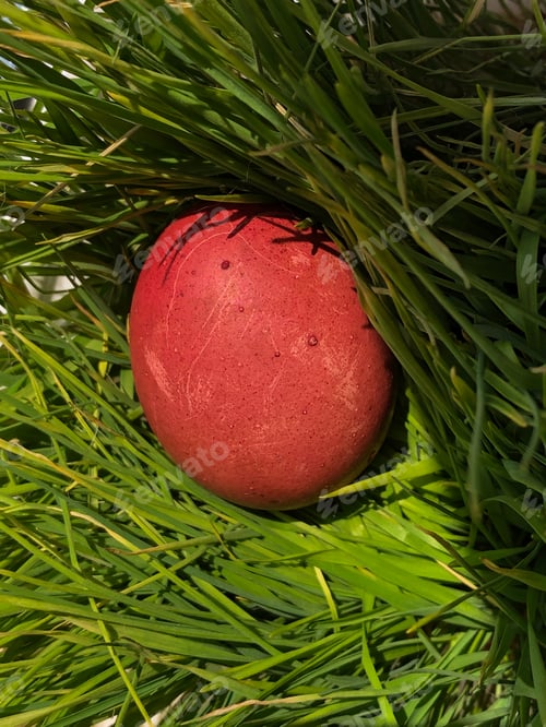 Preview: Easter. a painted egg lies in fresh green grass