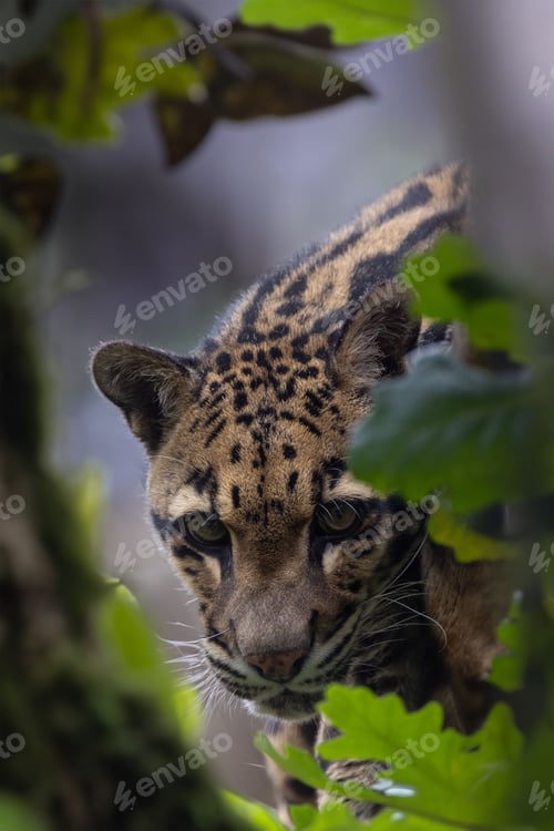 Preview: Spotted leopard nestled in a bed of leaves