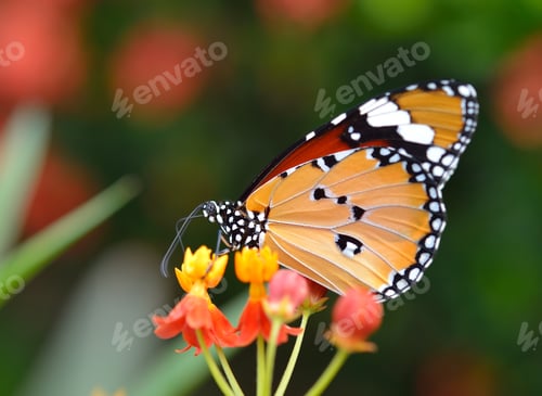 Preview: Butterfly on orange flower in the garden