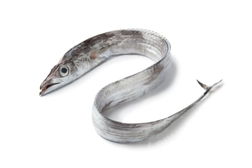 Preview: Whole single fresh ribbondfish