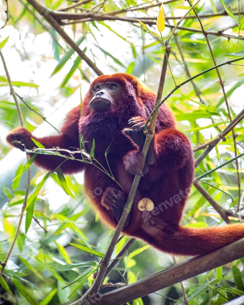 Preview: Alouatta seniculus. Howler monkey sitting on a bamboo branch