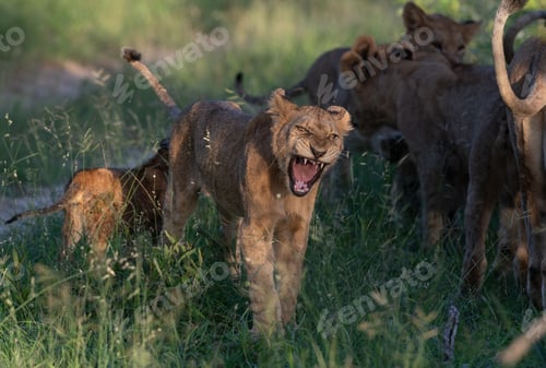 Preview: Lion cub, Panthera leo, yawning.