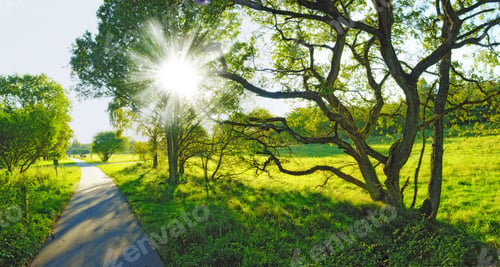 Preview: A very sharp and detailed photo of the famous saturated Danish forest in springtime