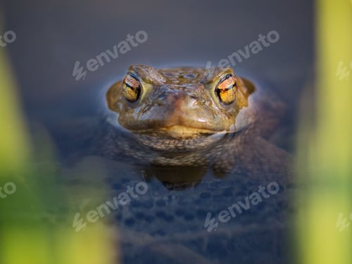 Preview: Close-up shot of a common toad's face, just below the surface of the water.